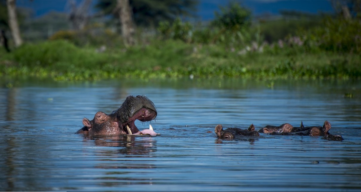 What to do in Ruvubu National Park Burundi about 508 square kilometers, is regarded as Burundi's largest conservation area in the country
