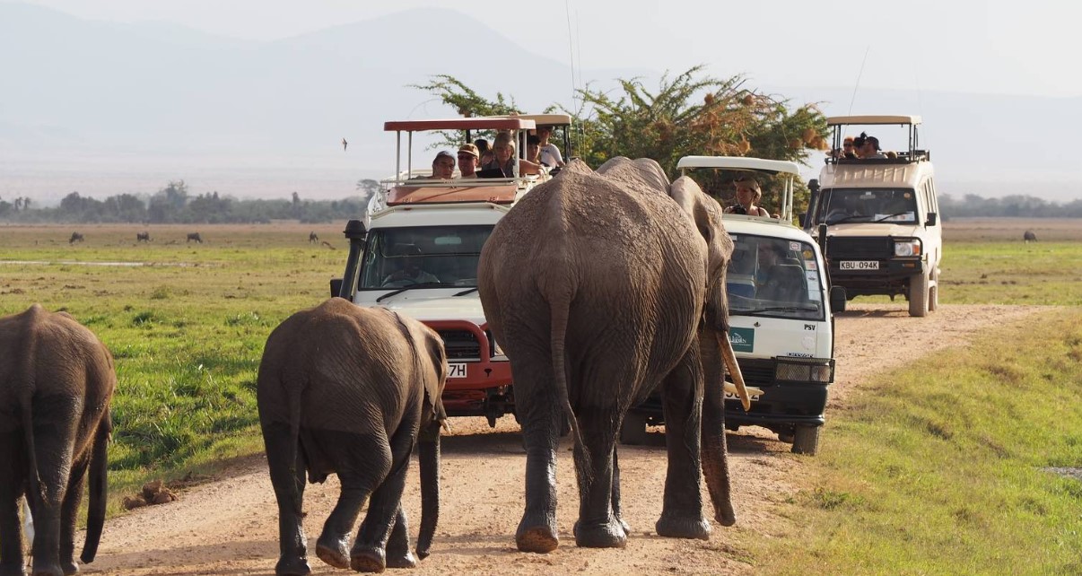 Game drive safaris in Uganda: For travelers who are planning for wildlife safaris, Uganda is one of the top destinations that offer ultimate wildlife adventure
