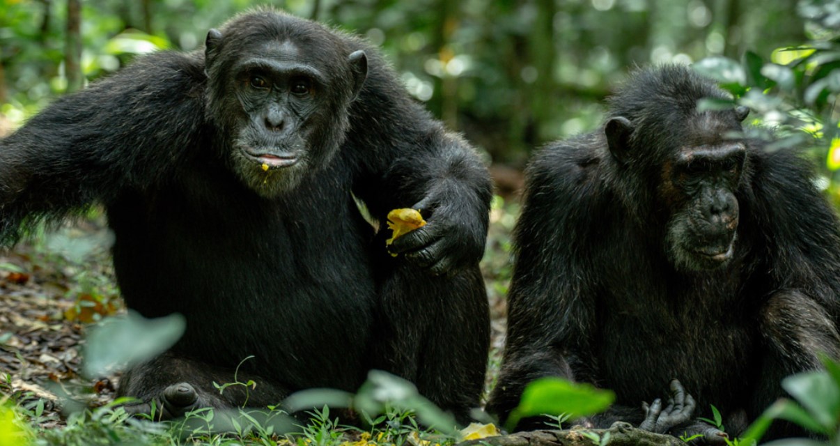 The ultimate double chimpanzee trekking experience in Kibale Forest is another once-in-a-lifetime activity most travelers dream of