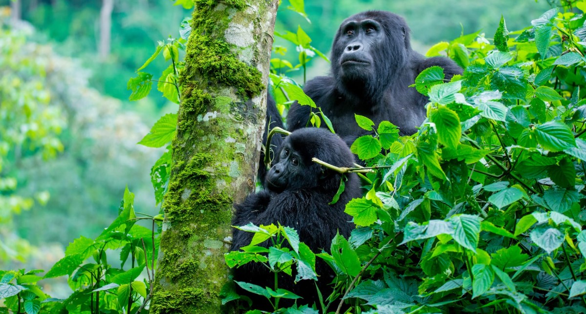 Magical moments with the mountain gorillas: Uganda is shelters half of the world's remaining gorilla population in two national parks