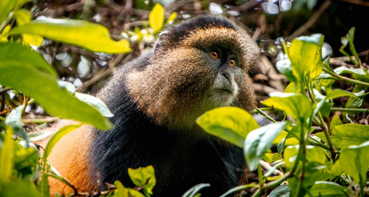 Where the gold meets silver is a slogan for the smallest primate national park in Uganda, popularly known as Mgahinga Gorilla Forest Park.