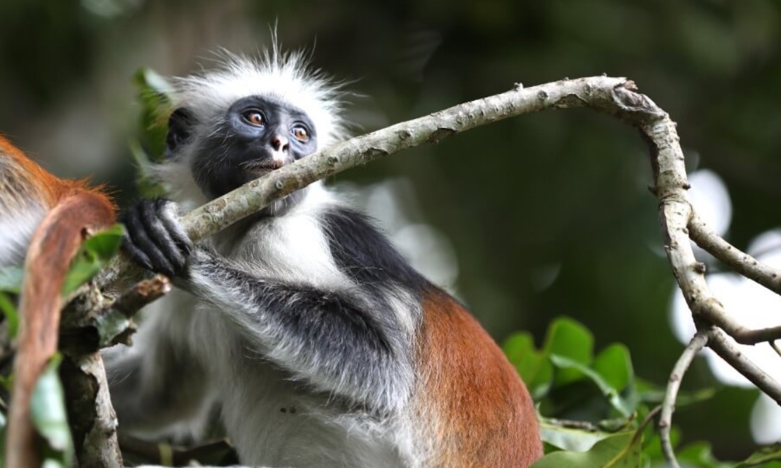 Unique Primates in Burundi: Primate safaris are available in Burundi, with chimpanzee trekking being the main attraction at Kibira National Park