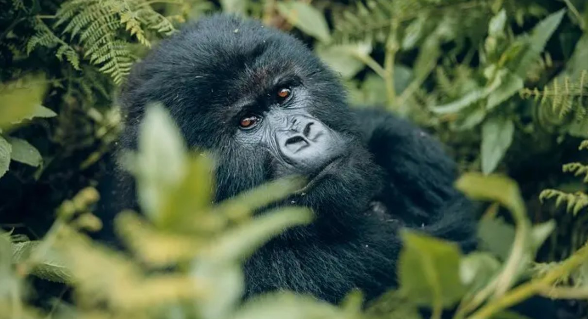 Going on a gorilla safari in Uganda: there are two places that host mountain gorillas, and these are Bwindi Impenetrable Forest and Mgahinga National Park.