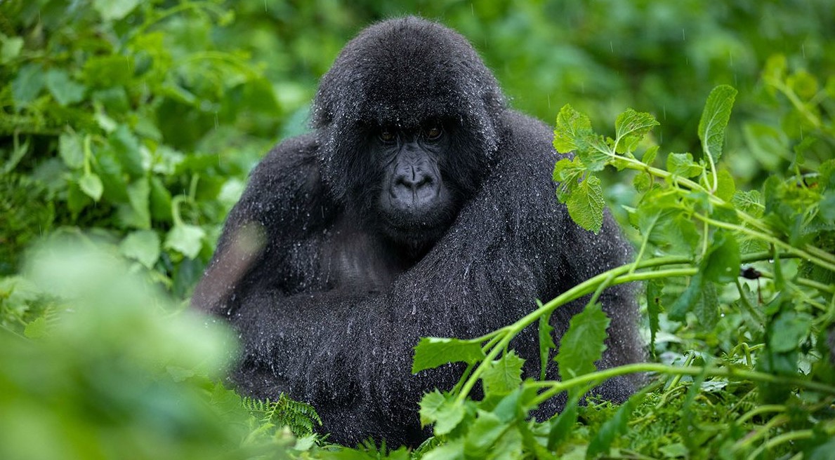 Mountain gorilla habituation experience in Uganda, the only country in the world where tourists can carry out mountain gorilla habituation.
