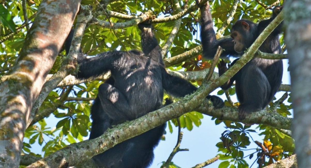 Tracking chimpanzees of Kyambura Gorge: It’s a deep valley gorge comprising thick vegetation cover of different types and a home to chimpanzees