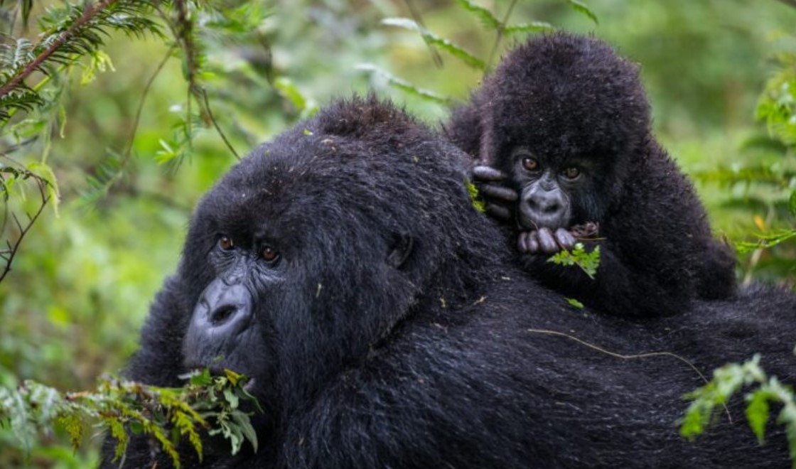 Trekking with mountain gorillas of Volcanoes National Park is a dream come true for most travelers across the globe