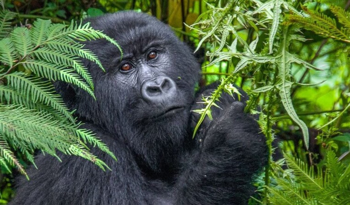 Why choose gorilla habituation over gorilla trekking in Uganda