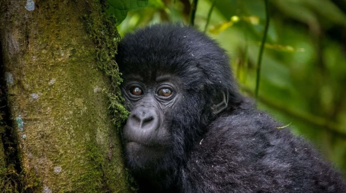 Discounted gorilla trekking permits in Uganda are documents issued by the Uganda Wildlife Authority to allow a person visit a gorilla group