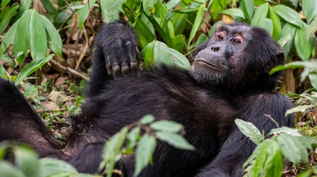 Revised chimpanzee permit prices in Uganda