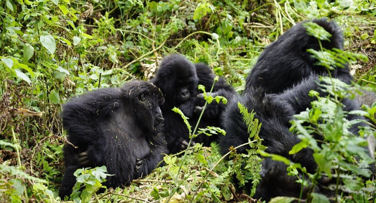 How is the gorilla trekking day like in Uganda