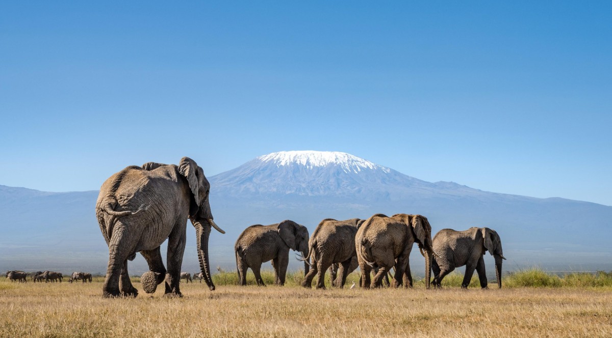 Last-minute safari in Uganda