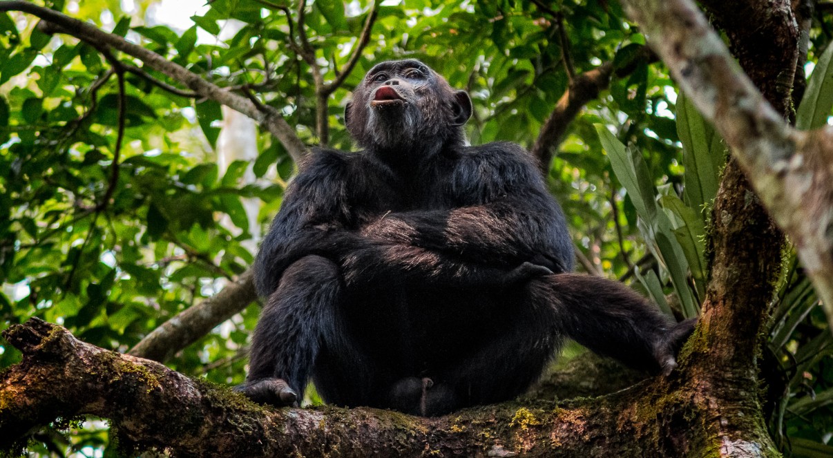 What are the chances of seeing chimpanzees in Kibale National Park